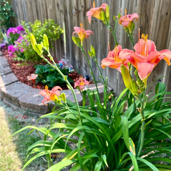 garden_faerie